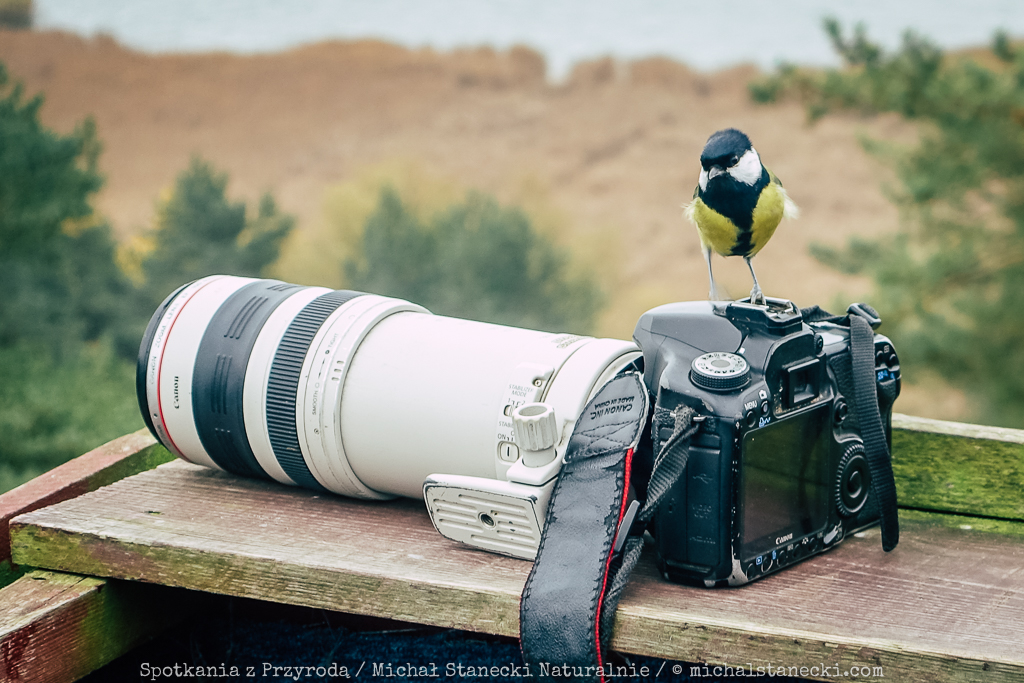 Jak zostać fotografem przyrody - sikora na aparacie